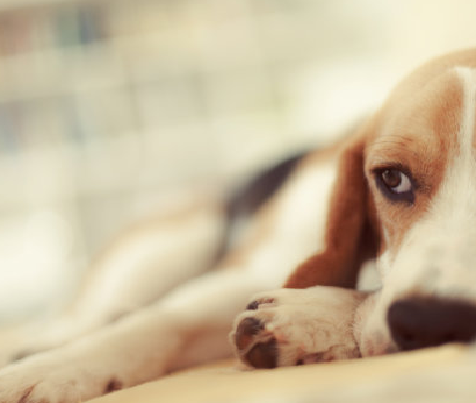 مجموعة اختبار Brucella Canis (B. Canis AB): التشخيص الميداني السريع لمرض البروسيلين في الماشية
