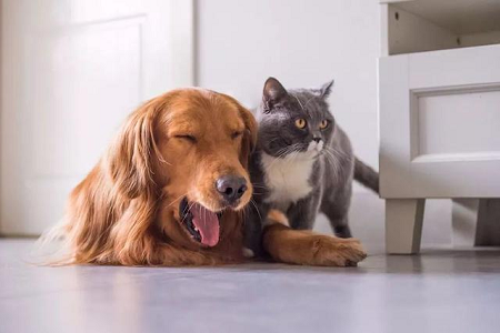 شركة Babio تطلق مجموعة اختبار TOXO Ab للكشف السريع عن الأجسام المضادة لمرض التوكسوبلازما في الحيوانات الأليفة