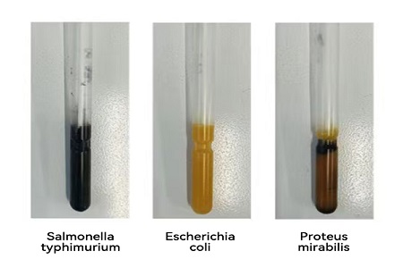 تطلق BABIO وسيلة نقل عالية الأداء (نوع SS) لنقل العينات الميكروبية العالمية بشكل موثوق