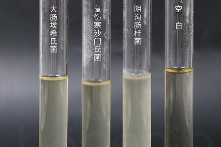 شركة بابيو للتكنولوجيا الحيوية تطلق مرقًا عالي الأداء لتسريب الدماغ والقلب من أجل زراعة ميكروبية موثوقة