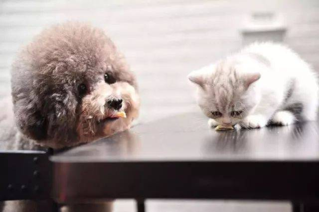 طقم اختبار FPV Ag السريع للكشف عن الفيروسات الوبائية لدى القطط